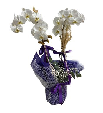 Mor Süslemeli Phalaenopsis Orkide