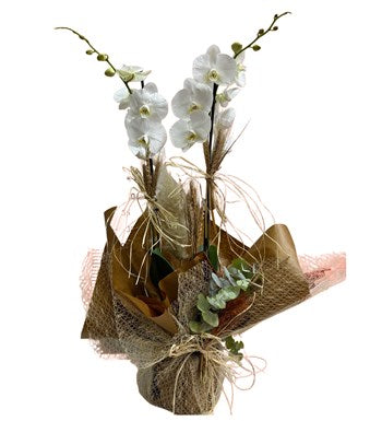 Premium Phalaenopsis Çift Dal Beyaz Orkide